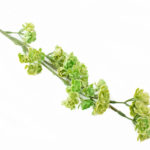 sztuczne kalanchoe