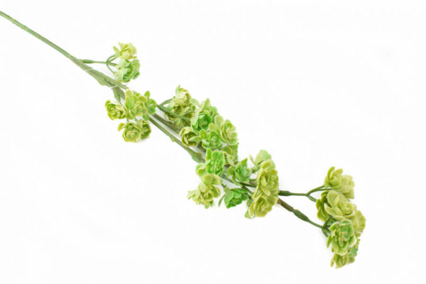 sztuczne kalanchoe