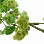 sztuczne kalanchoe
