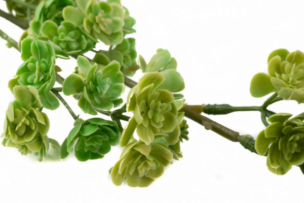 sztuczne kalanchoe