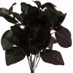 sztuczna fittonia