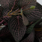 sztuczna fittonia