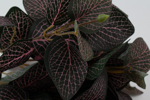 sztuczna fittonia
