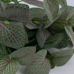 sztuczna fittonia