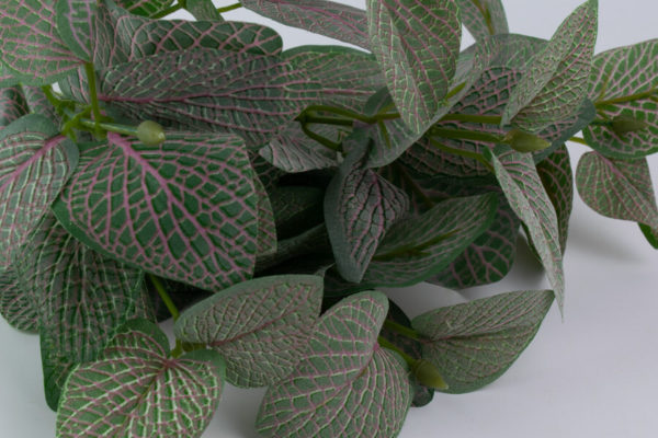 sztuczna fittonia