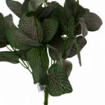 sztuczna fittonia