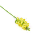 Product image thumbnail