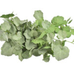Product image thumbnail