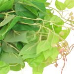 Product image thumbnail