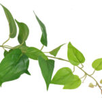 Product image thumbnail