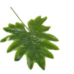 Product image thumbnail