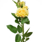 Product image thumbnail