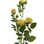 Product image thumbnail