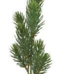 Product image thumbnail