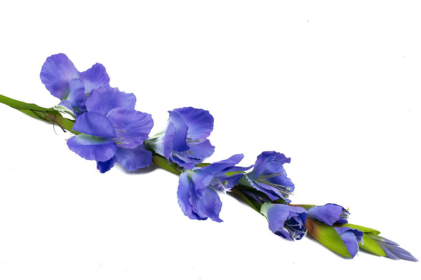 Product image thumbnail