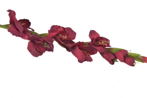 Product image thumbnail