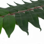 Product image thumbnail