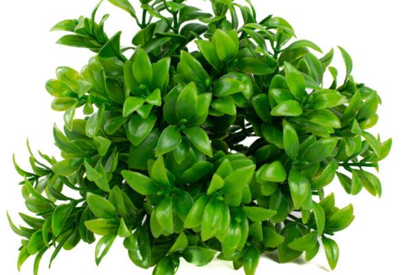 Product image thumbnail
