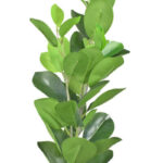Product image thumbnail
