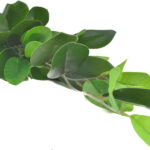 Product image thumbnail