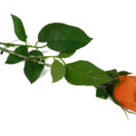 Product image thumbnail