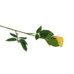 Product image thumbnail