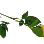 Product image thumbnail