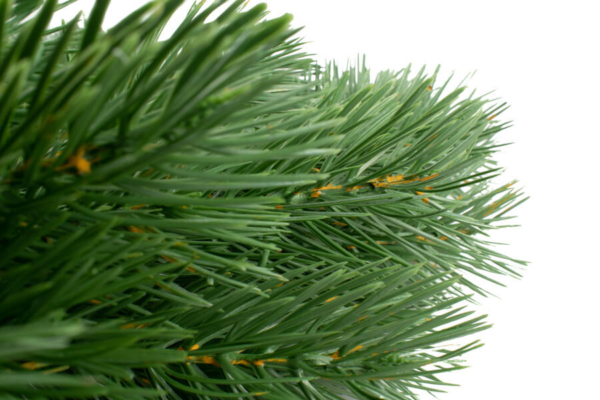 Product image thumbnail