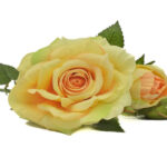 Product image thumbnail