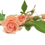 Product image thumbnail