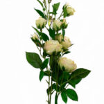 Product image thumbnail