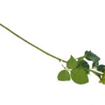 Product image thumbnail