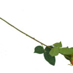 Product image thumbnail