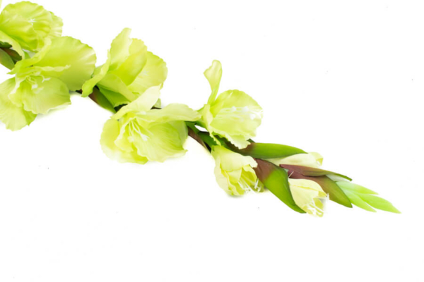 Product image thumbnail