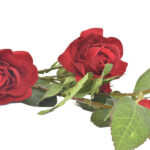 Product image thumbnail