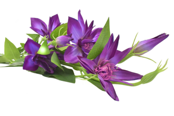 Product image thumbnail