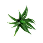 Product image thumbnail