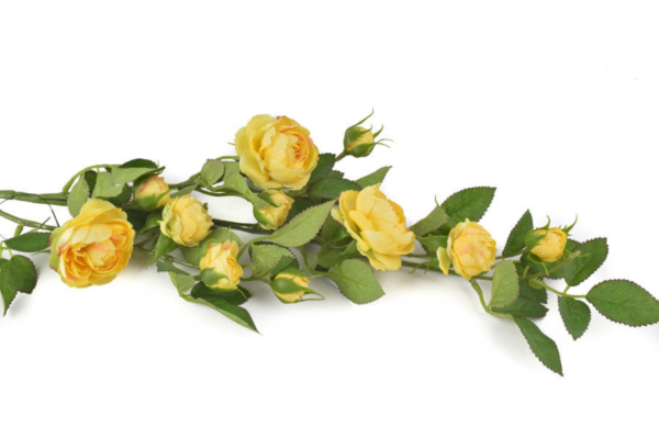 Product image thumbnail