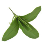 Product image thumbnail