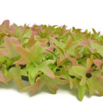 Product image thumbnail