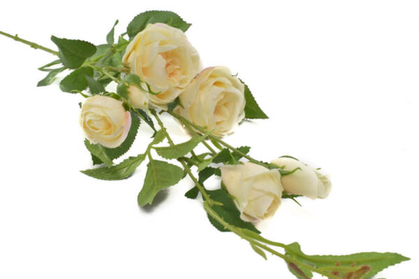 Product image thumbnail