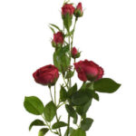 Product image thumbnail