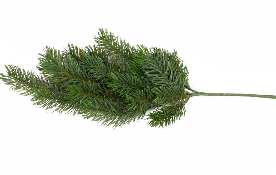 Gałązka świerkowa