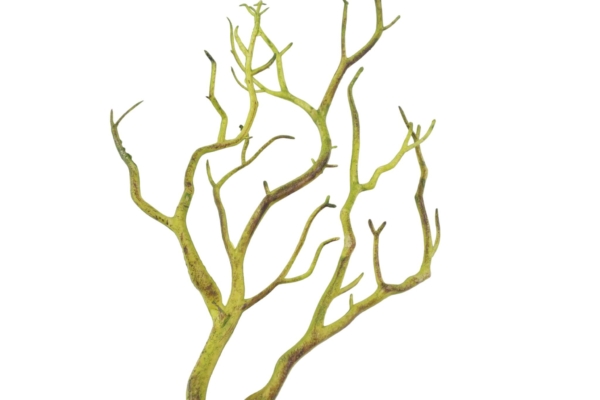 Product image thumbnail