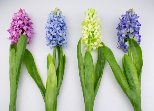 sztuczny hiacynt