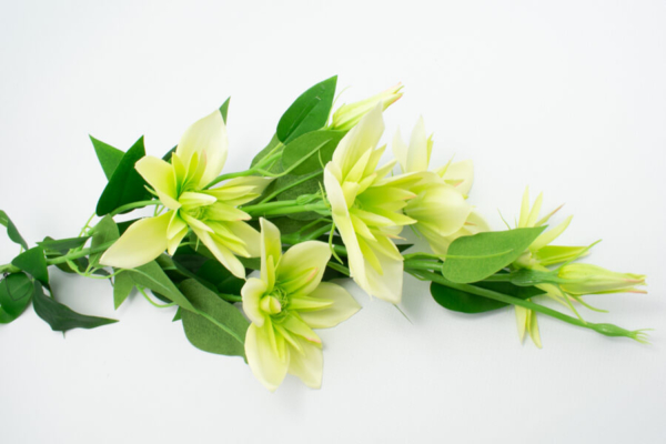 sztuczny klematis galazkowy