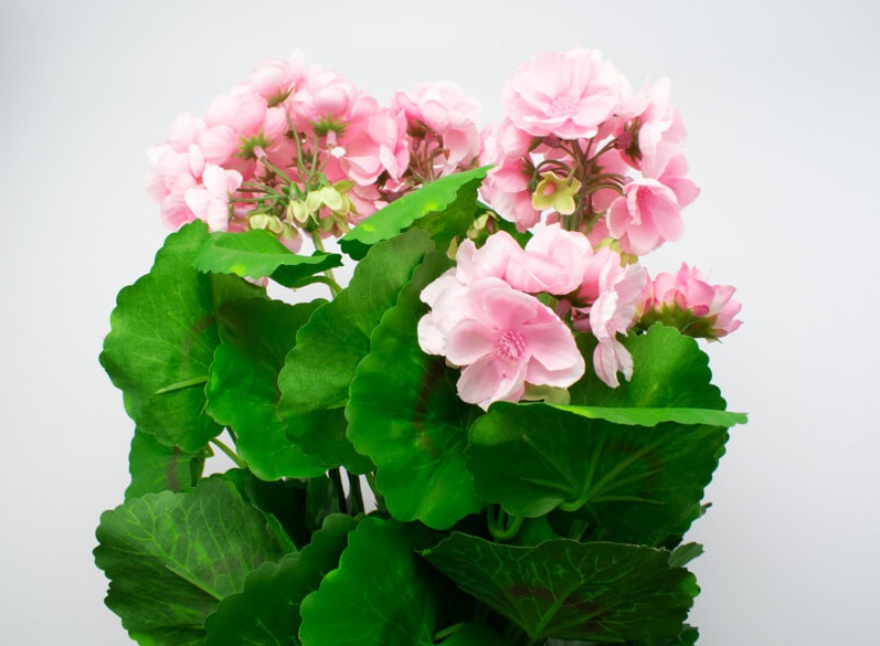 sztuczna pelargonia