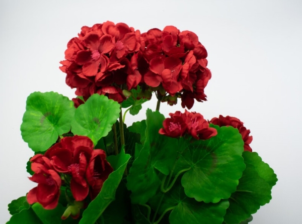 sztuczna pelargonia