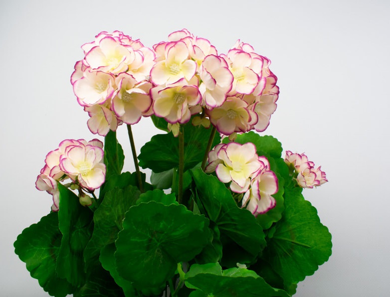 sztuczna pelargonia