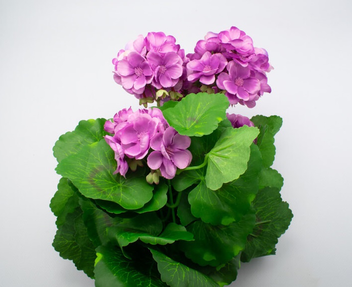 sztuczna pelargonia